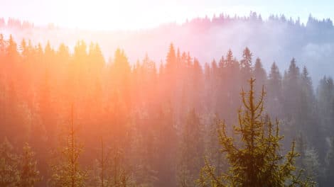 Forest Carbon Markets Continue to Develop