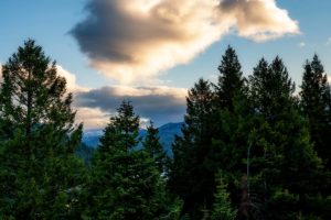 Forest Carbon Terms and Rules of Thumb for Timberland Investors