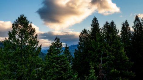 Forest Carbon Terms and Rules of Thumb for Timberland Investors