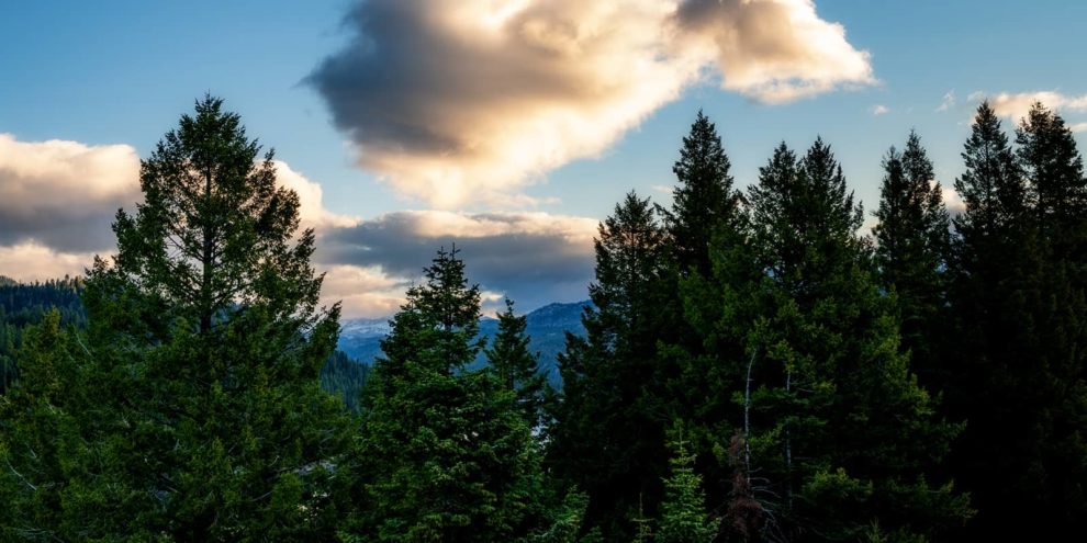 Forest Carbon Terms and Rules of Thumb for Timberland Investors