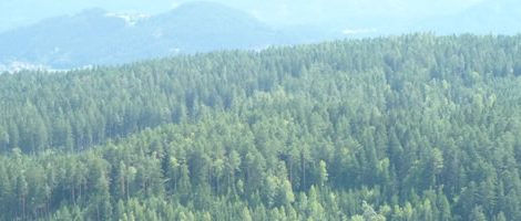 Forest Finance and the Use of Cash-on-Cash Returns to Evaluate Timberland Investments