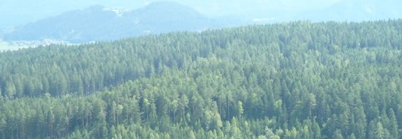 Forest Finance and the Use of Cash-on-Cash Returns to Evaluate Timberland Investments