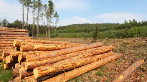 Forest Industry Capital Investment Implications for U.S. Timberland Investors