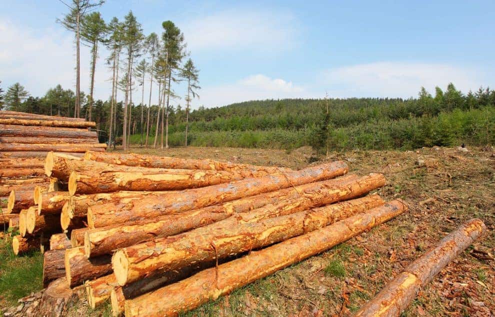 Forest Industry Capital Investment Implications for U.S. Timberland Investors
