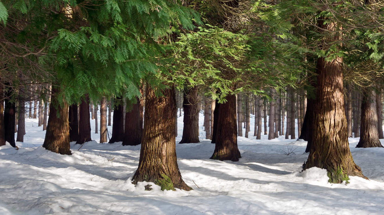 Buying Land, How to Buy Land, Land Investing, Invest in Land Page 2