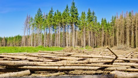 Forest Product Markets Relevant to U.S. Timberland Investments: An Overview