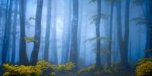 Our Forestland Tells Its Story