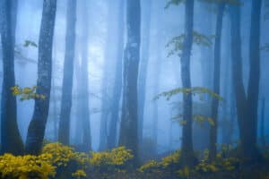 Our Forestland Tells Its Story