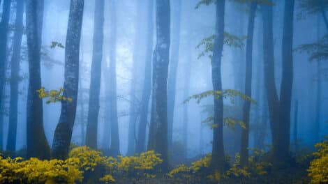 Our Forestland Tells Its Story