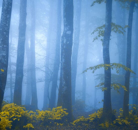 Our Forestland Tells Its Story