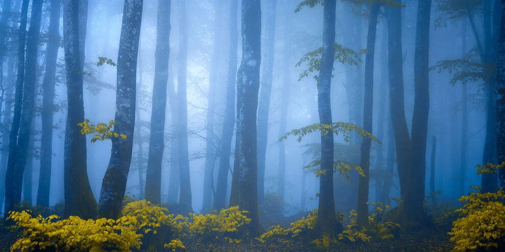 Our Forestland Tells Its Story