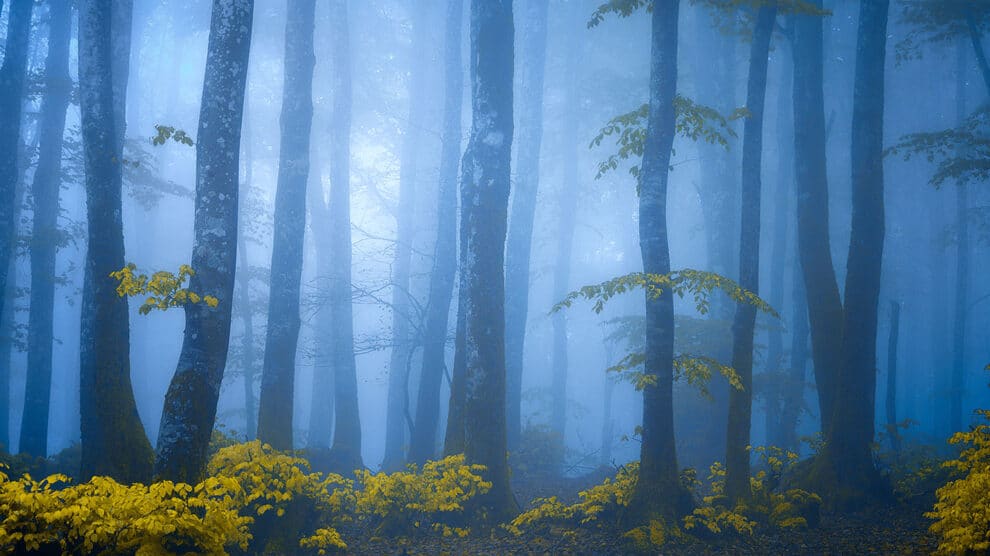 Our Forestland Tells Its Story