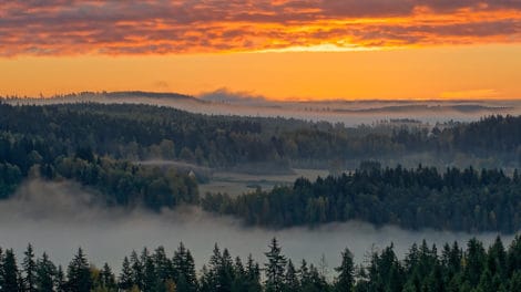 Good Forests Make Great Neighbors