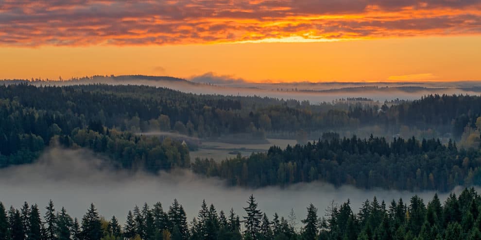 Good Forests Make Great Neighbors