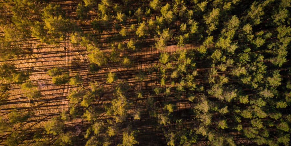 Good Timberland Investment LANDTHINK