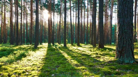 Growing Trees For Money