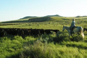 Holistic Planned Grazing, Explained