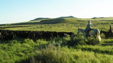 Holistic Planned Grazing, Explained