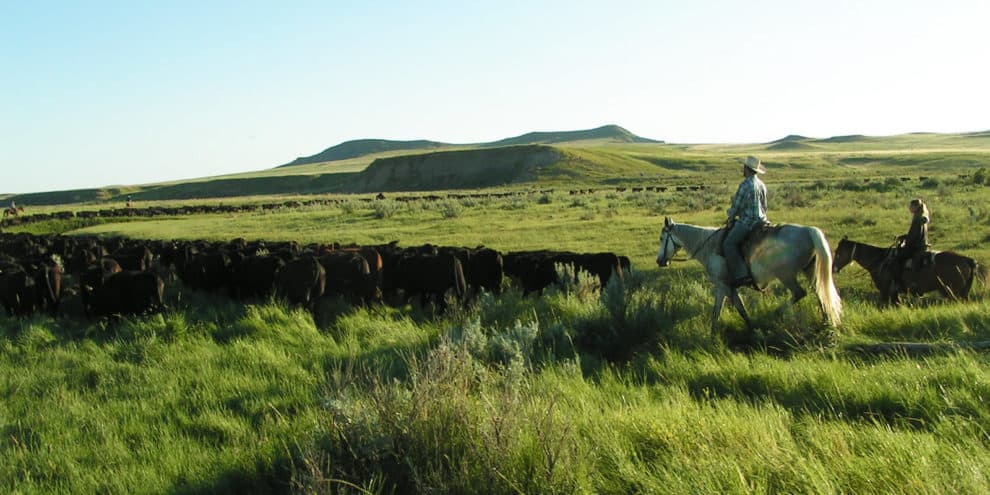 Holistic Planned Grazing, Explained