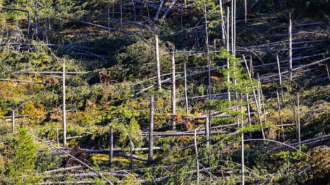 How Do Natural Disasters Affect Timber and Forestry Markets?