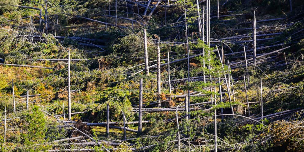 How Do Natural Disasters Affect Timber and Forestry Markets?