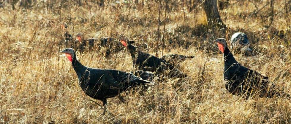 How Do You Assess the Wildlife on a Property You Are Considering?