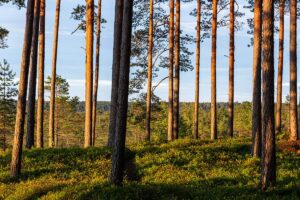 How Does Forest Carbon Fit into an Investment Portfolio?