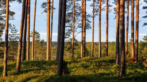 How Does Forest Carbon Fit into an Investment Portfolio?