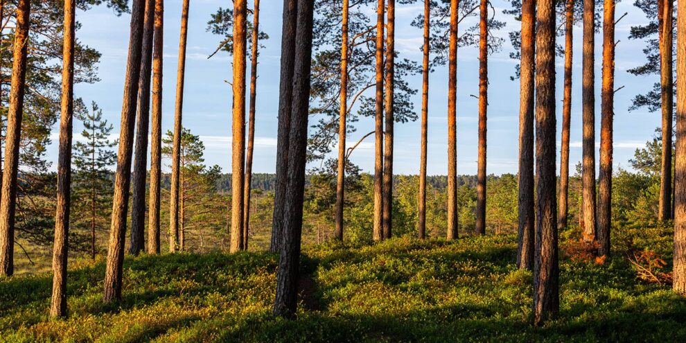 How Does Forest Carbon Fit into an Investment Portfolio?