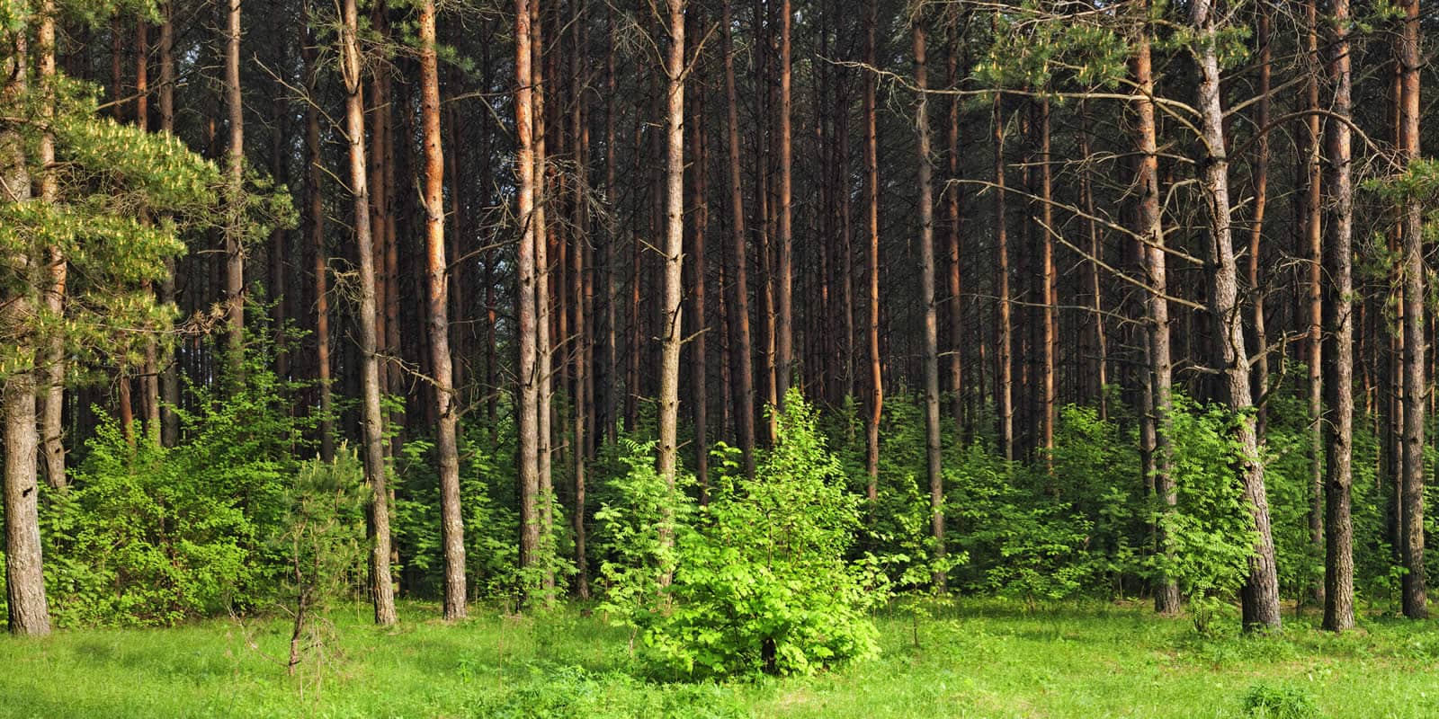 How should a landowner sell his timber? - LANDTHINK