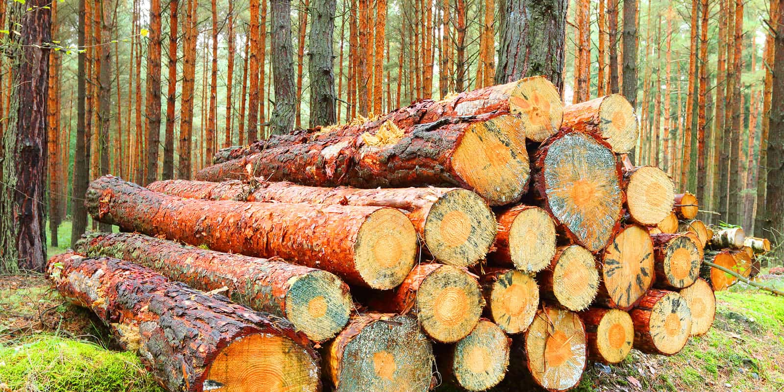 T me buy logs. Круглые лесоматериалы. Бревно сосны. Круглый лес. Кругляк сосна.