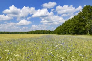 How to Make an Offer on Rural Land