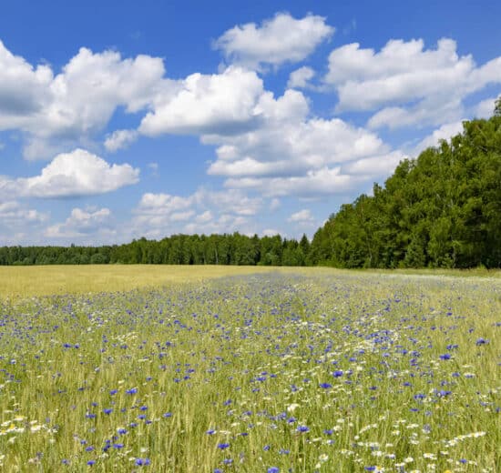 How to Make an Offer on Rural Land