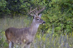 Ingredients that Make a Good Hunting Property