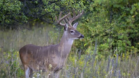 Ingredients that Make a Good Hunting Property