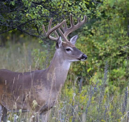 Ingredients that Make a Good Hunting Property
