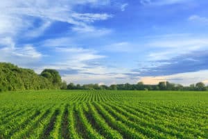 Investing in Row Crop Farmland