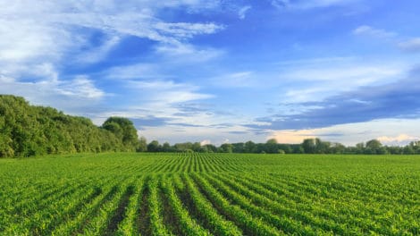 Investing in Row Crop Farmland