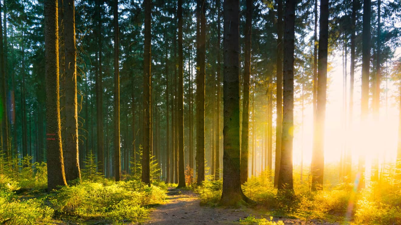 Весенний лес лучи на баннер. Тихий лес / schweigend steht der Wald / the Silent Forest (2022). Беззвучный лес