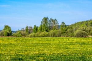 Finding Ways to Make Rural Land Pay - Justifying Your Rural Land Investment