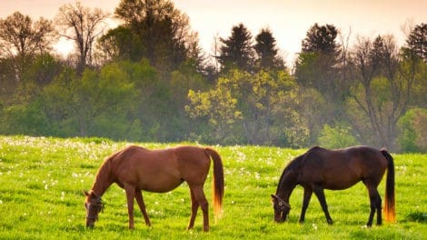 Keeping Farm Animals Healthy