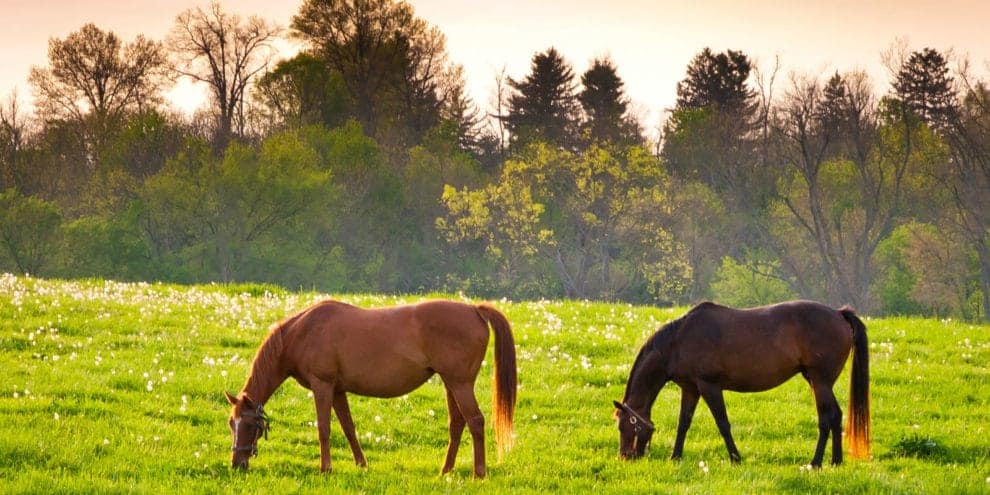 Keeping Farm Animals Healthy