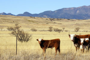 Key Tax Tips Every Rancher Should Know