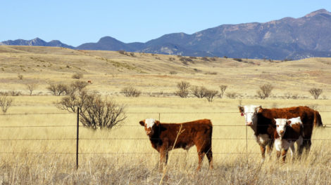 Key Tax Tips Every Rancher Should Know