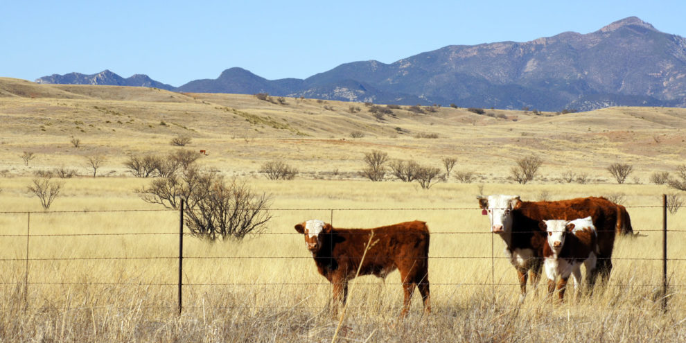 Key Tax Tips Every Rancher Should Know