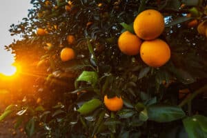 Land Q&A: Buying Land and Making a Living as a Farmer