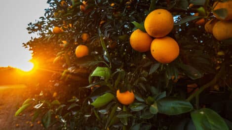 Land Q&A: Buying Land and Making a Living as a Farmer