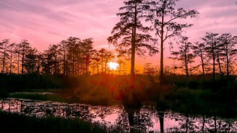 Land Q&A: Verifying Wetlands and Flood Risk Before Buying Land