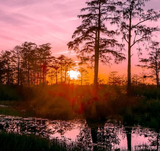 Land Q&A: Verifying Wetlands and Flood Risk Before Buying Land