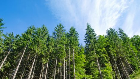 Landowners Monetize Timber for Carbon Credits with Improved Forest Management Plan